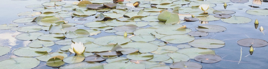 lilypad